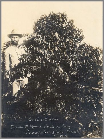 Foto de 1914, do então maior cafeicultor de Penápolis, Manoel Bento da Cruz, ao lado de um de seus 162.500 pés de café, em sua fazenda “Cabeceira de Maria Chica”