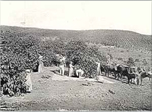 Trabalhadores rurais na colheita do café, no início do século. Trabalhadores rurais na colheita do café, no início do século.