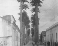 "Coqueiros imperiais embelezando a cidade de Taubaté / SP - setembro de 1946." "Coqueiros imperiais embelezando a cidade de Taubaté / SP - setembro de 1946."
